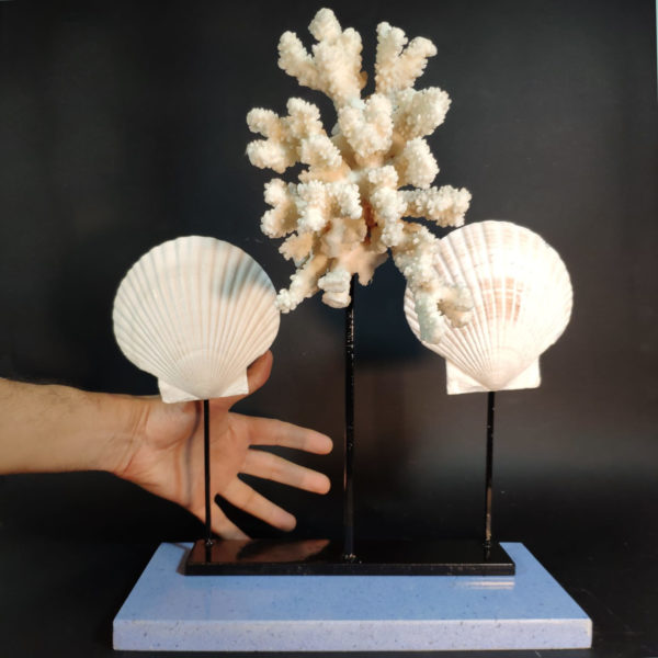 acropora
