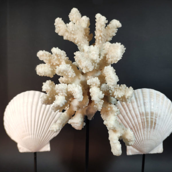 pecten
